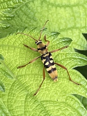 Chlorophorus quinquefasciatus