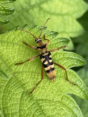 Chlorophorus quinquefasciatus
