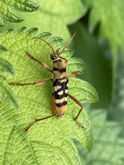 Chlorophorus quinquefasciatus