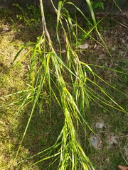 Miscanthus floridulus