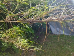 Miscanthus floridulus