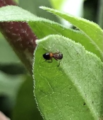 Dolichoderus plagiatus