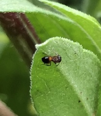 Dolichoderus plagiatus