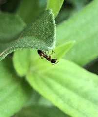 Dolichoderus plagiatus