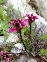 Pedicularis nordmanniana
