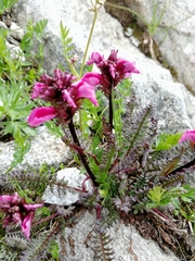 Pedicularis nordmanniana