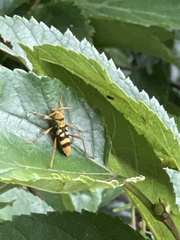 Chlorophorus quinquefasciatus