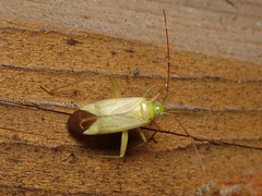 Adelphocoris quadripunctatus