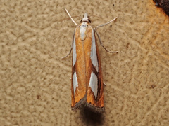 Catoptria pinella