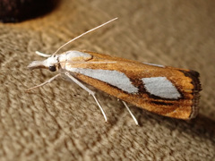 Catoptria pinella