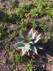 Aloe × schimperi