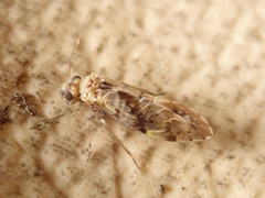 Amphigerontiinae
