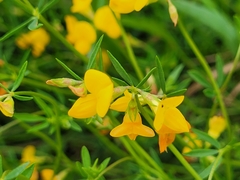 Lotus corniculatus
