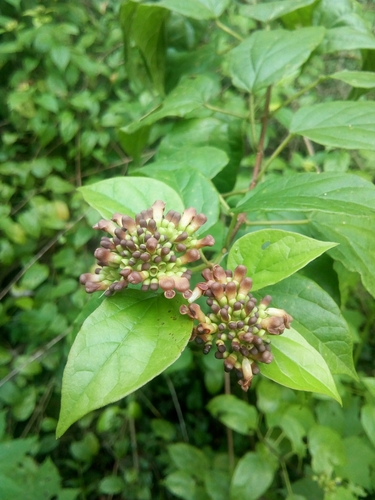 Premna corymbosa observed 2021-07-12