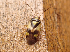 Orthops basalis