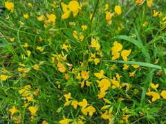 Lotus corniculatus