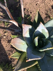 Aloe × schimperi