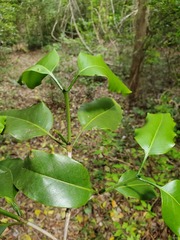 Pyrostria