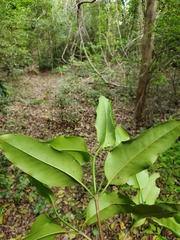 Pyrostria