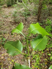 Pyrostria