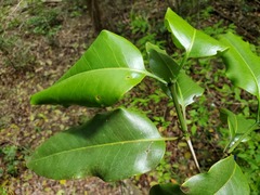 Pyrostria