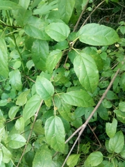 Premna