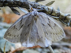 Philedia punctomacularia