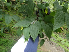 Philadelphus satsumi