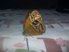 Mycalesis patnia