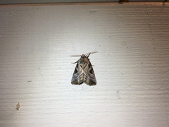 Eucarta virgo