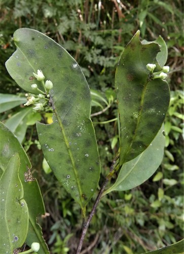 Polycardia lateralis