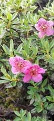 Rhododendron lepidotum