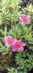 Rhododendron lepidotum