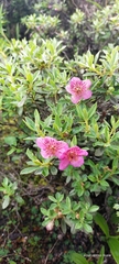 Rhododendron lepidotum