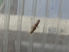 Stathmopoda horticola
