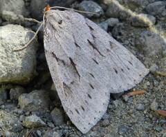 Philedia punctomacularia