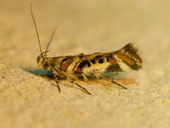 Aristotelia elegantella