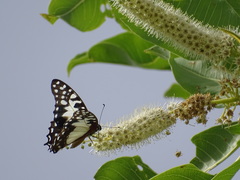 Graphium angolanus