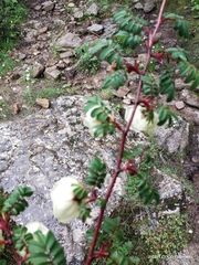 Rosa sericea