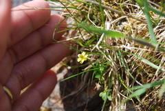 Ranunculus pygmaeus