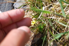 Ranunculus pygmaeus
