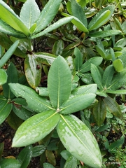 Rhododendron succothii