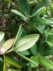 Rhododendron succothii
