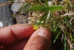 Ranunculus pygmaeus