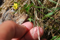 Ranunculus pygmaeus