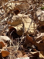 Diporiphora