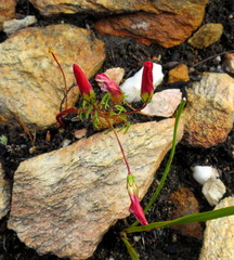 Oxalis pendulifolia