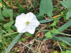 Convolvulus arvensis