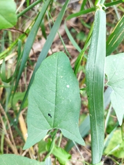 Convolvulus arvensis