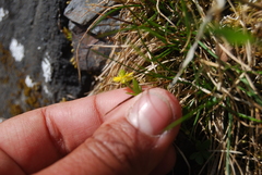 Ranunculus pygmaeus